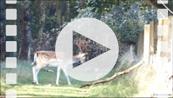 FZ019664E Fallow deer (Dama dama) jumping over fence.mp4